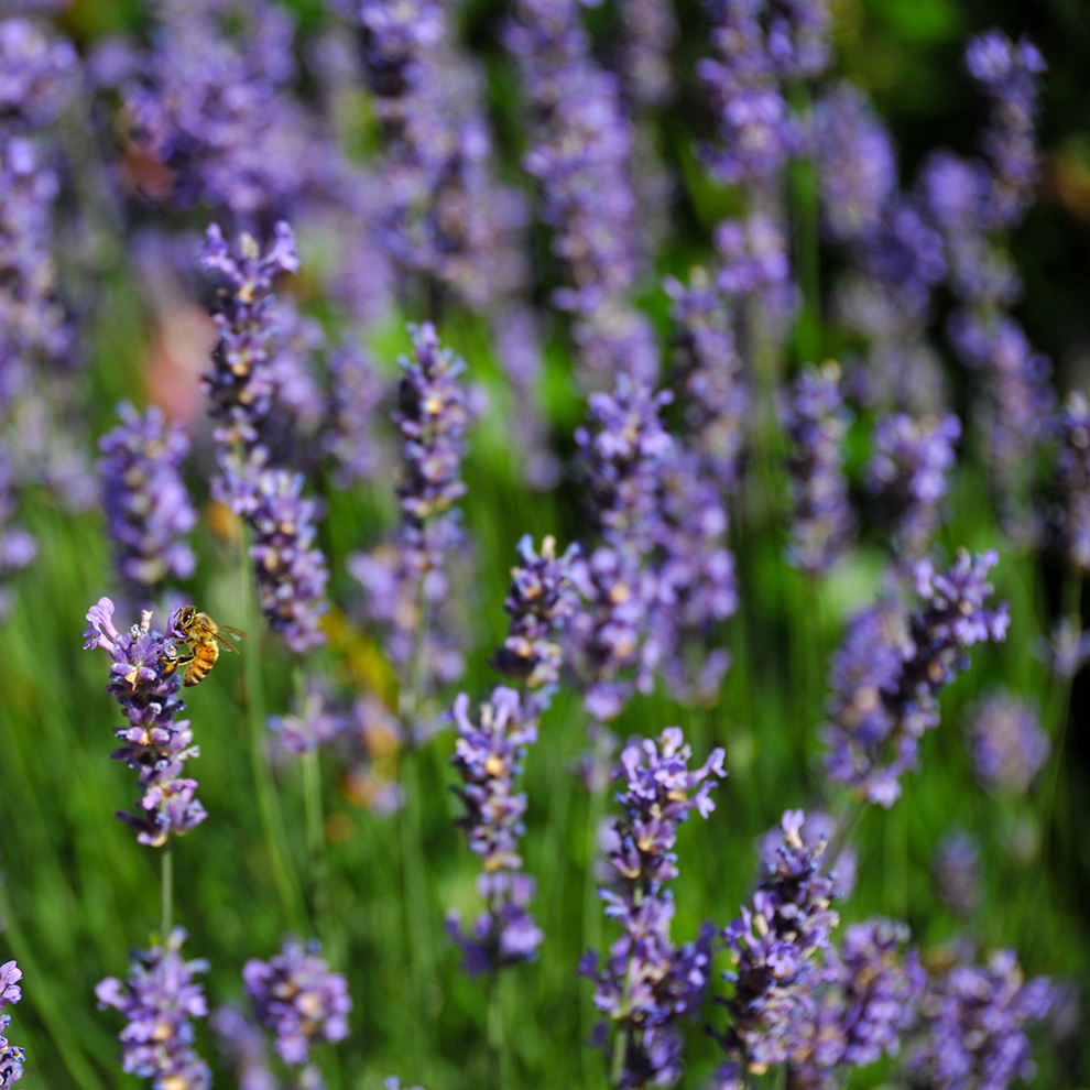 Wirkstoff des Monats, STYX, Lavendel